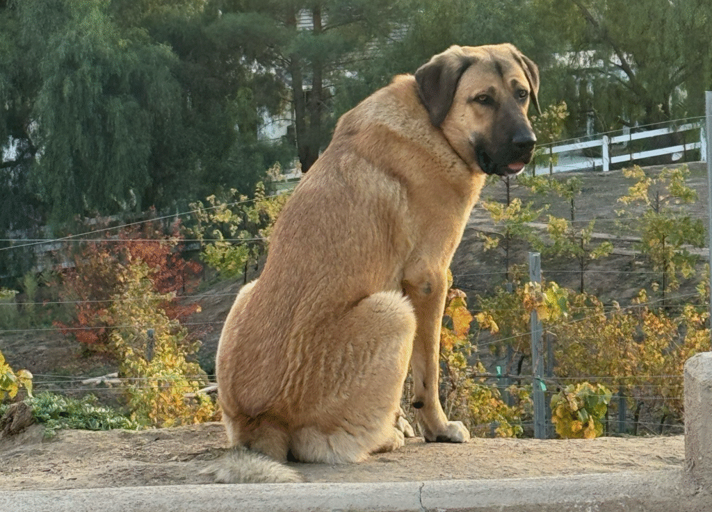 BooBoo is a Great Pyrenees Dog. Holding his Sit command at his home in The Temecula Wine Country.