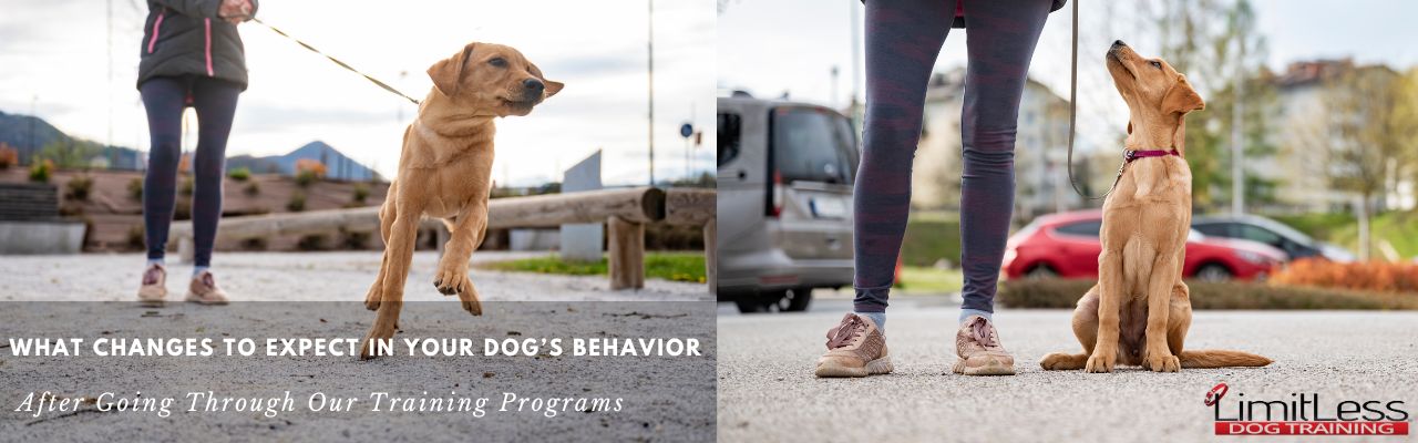What Changes To Expect In Your Dogs Behavior After Going Through Our Training Programs - LimitLess Dog Training Temecula Murrieta/Temecula