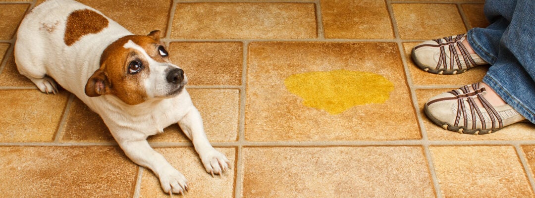 The Ultimate Guide to Potty Training Your Puppy