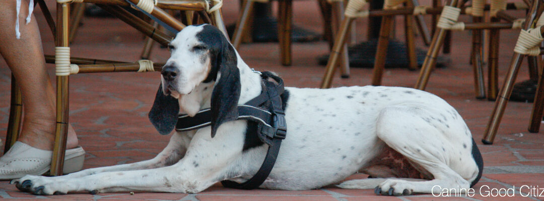 Canine Good Citizen Testing – CGC