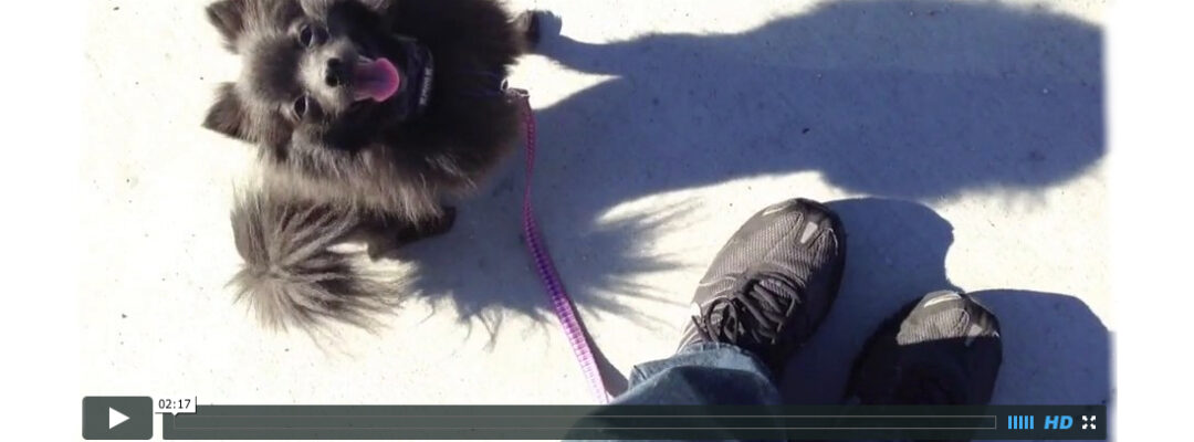 Little Dog at Camp – Dog Training in Murrieta