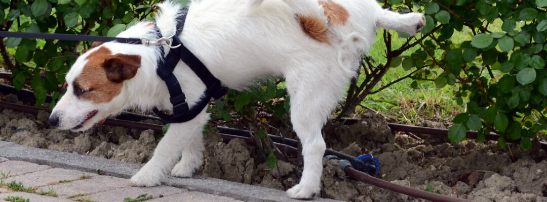 Teach Your Dog: Where to ‘Potty’ in The Yard – Dog Training Temecula