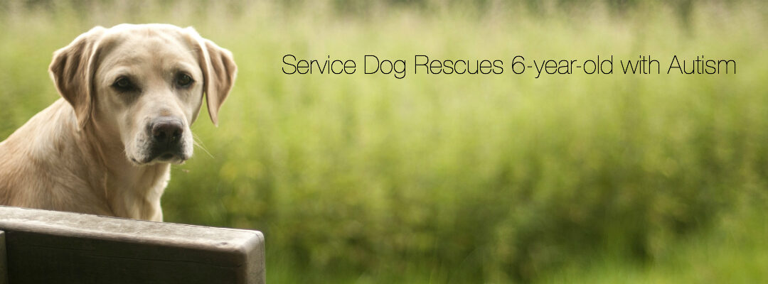 Carlsbad Service Dog Helps Track, Guide and Comfort 6-year-old with Autism