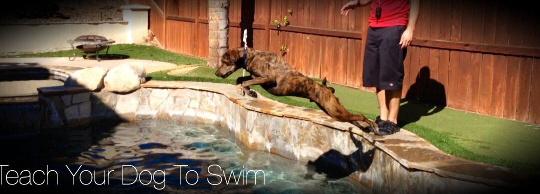 LimitLess Dog Training Murrieta | Dog Water Training