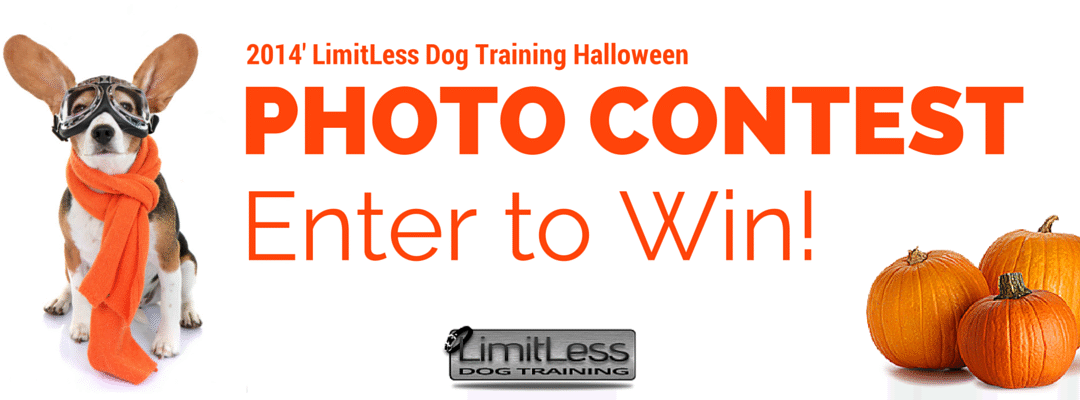 2014′ Halloween Dog Photo Contest