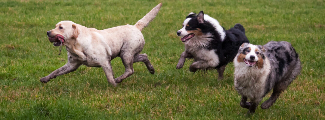 Rancho Bernardo Dog Park