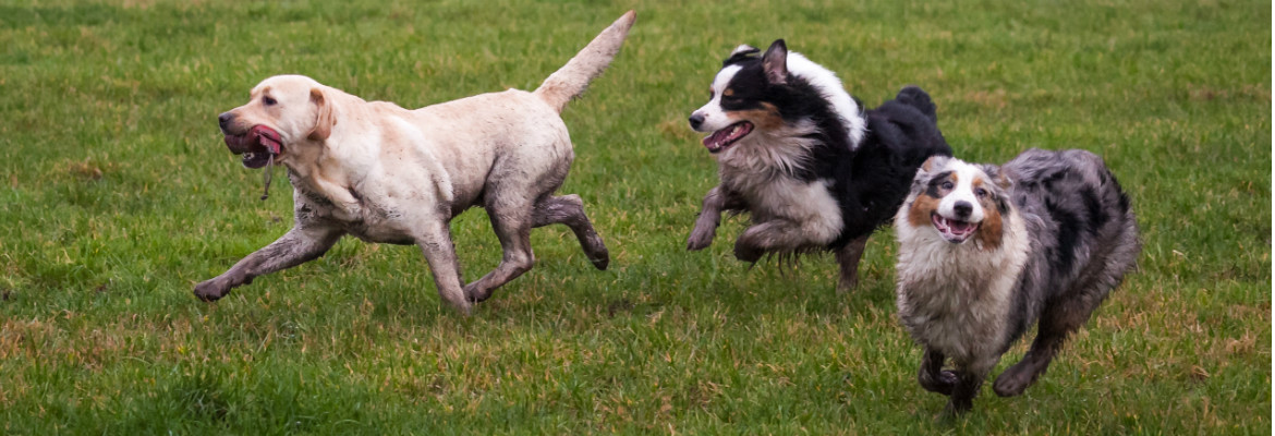 Three Dogs at Hero’s Dog Park