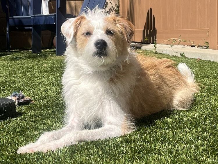 Transformative Dog Training at Limitless Dog Training: 5-Star Review from Temecula