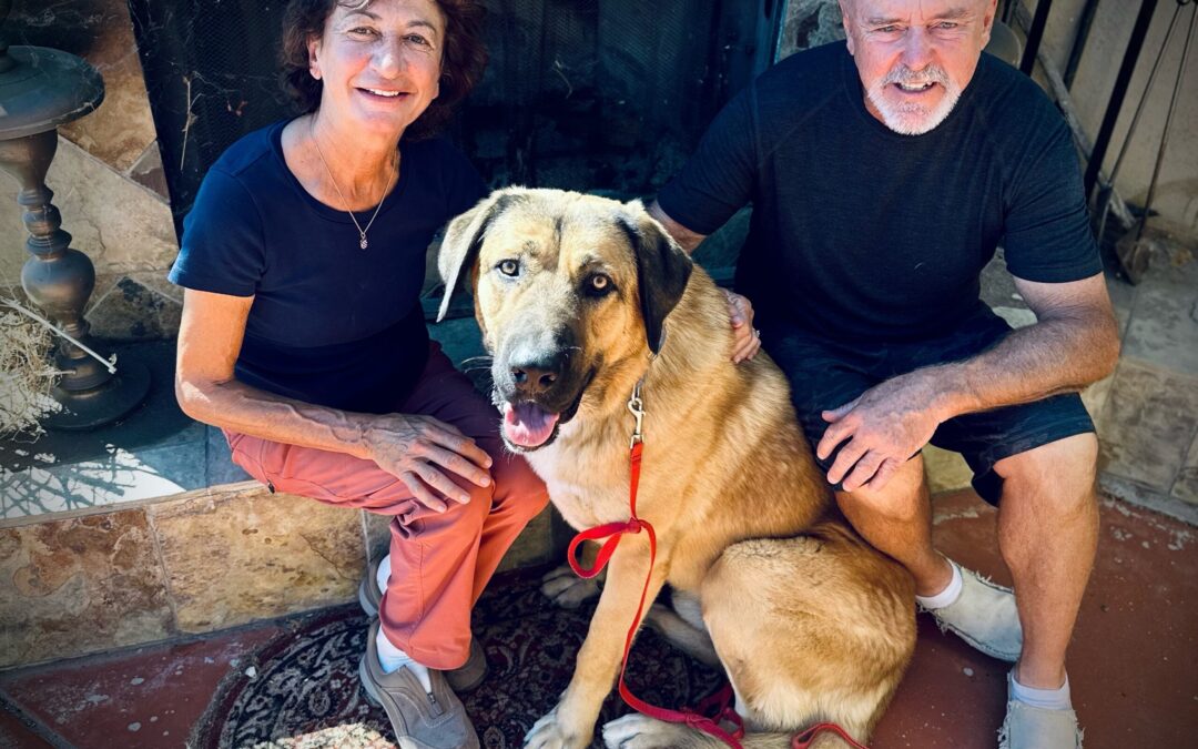 A Big Change for a Big Dog – BooBoo’s Training With LimitLess Dog Training