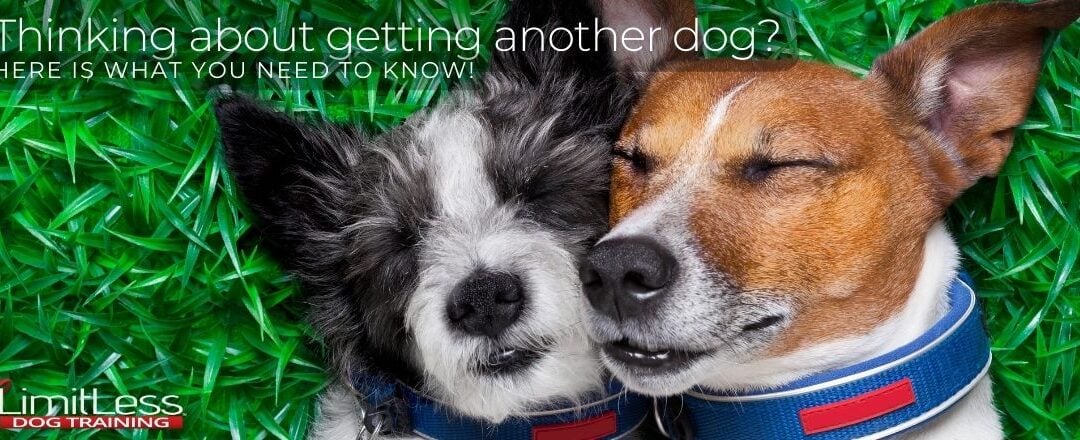 Thinking About Getting Another Dog? Here’s What You Need to Know!