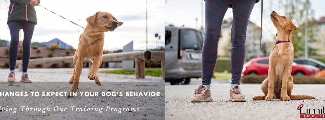 What Changes to Expect in Your Dog’s Behavior – After Going Through Our Training Programs