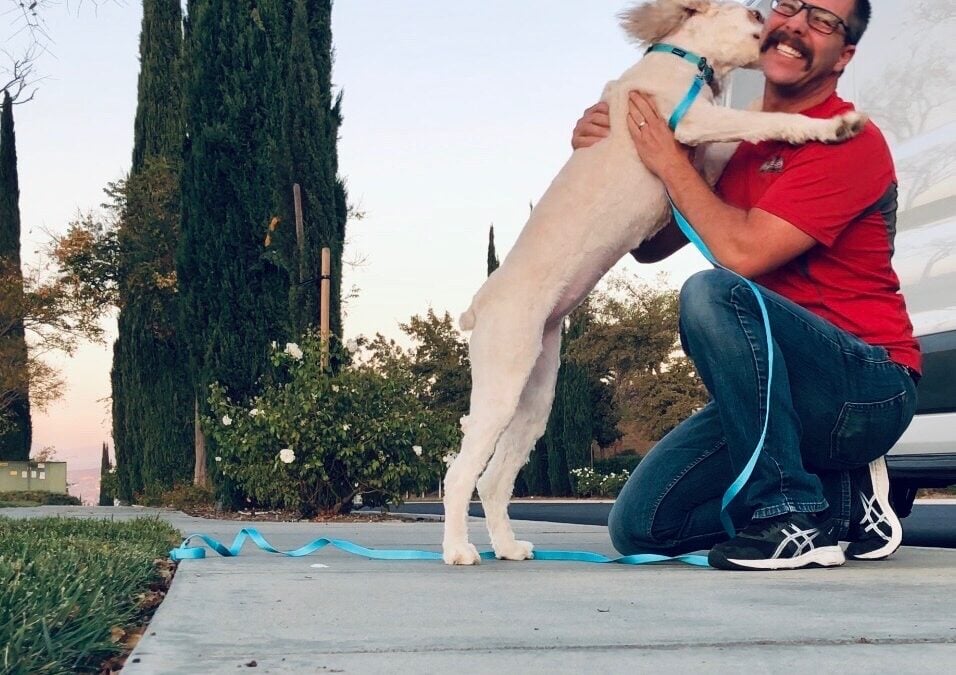 How to Choose the Right Dog Trainer for Your Dog