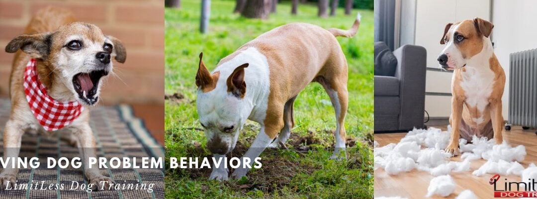 Solving Dog Problem Behaviors with LimitLess Dog Training