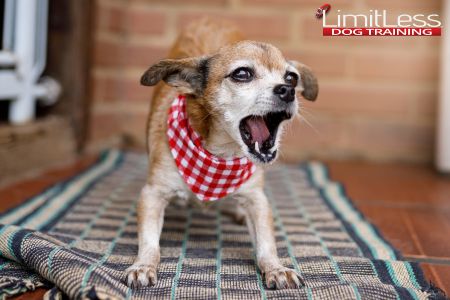 Excessive barking can quickly become a nuisance, especially if it’s triggered by every little noise or passerby.