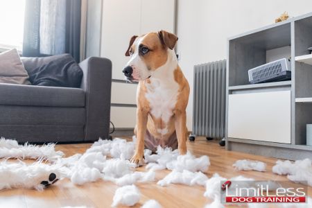 Destructive Chewing PitBull. Dogs often chew destructively out of boredom, anxiety, or teething.