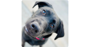 Frequently sked Questions Black Labrador Training in Temecula