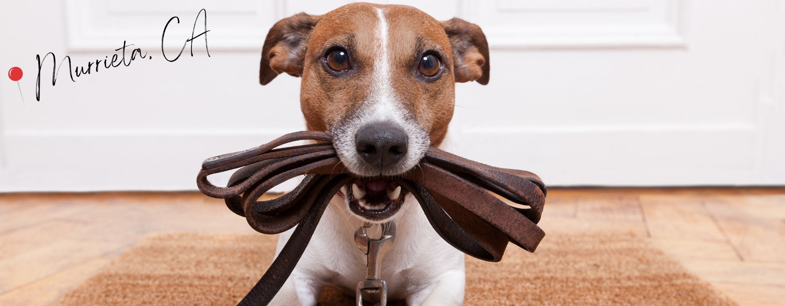 Heppy Jack Russel Terrier with Leash - Murrieta Dog Training