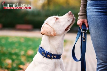 Obedient Dog. If you’re ready to take control of your dog’s behavior and enjoy a stress-free relationship with your furry friend, now is the time to act. At LimitLess Dog Training, we’re here to help you every step of the way.