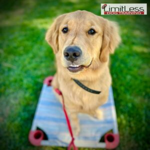 Golden Retriever siting politely on his place at the park around kids, grass and other dog distractions. After His training with LimitLess Dog Training in Temecula, CA.