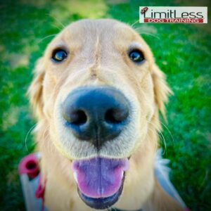 Bingo The Golden Retriever Start his Training at LimitLess Dog Training in Temmecula